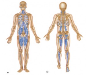 deep-anterior-chain deep anterior chain 300x261 Diversify your Movement Portfolio