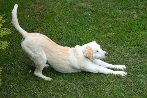 dog stretching down 300x201 Veterans Cup