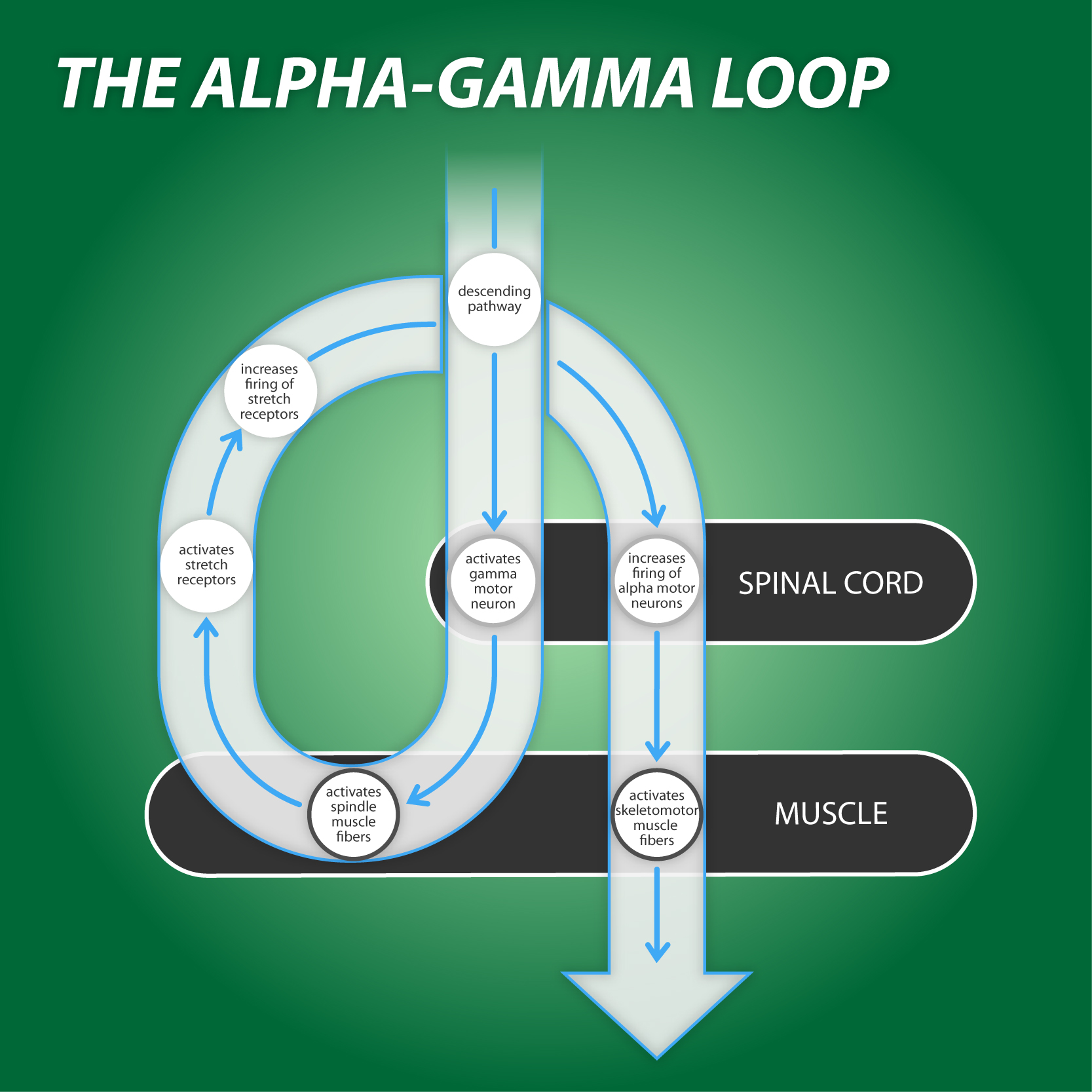 Science Stuff Resetting the alphagamma loop Fast Pain Relief with