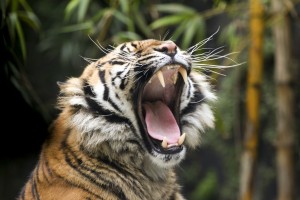 Tiger Yawns