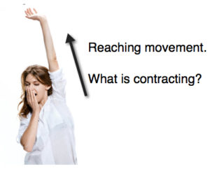 Reaching Movement Pandiculation What is Contracting