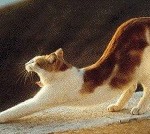 Cat Pandiculating