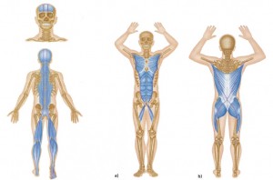 Kinetic Chain
