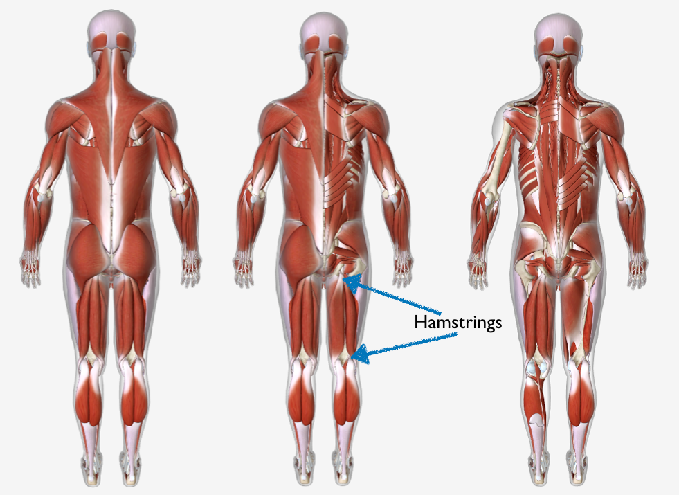 Layers of Back Hamstrings | Feel Good