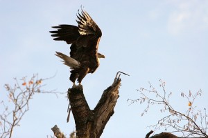 Eagle Pandiculating