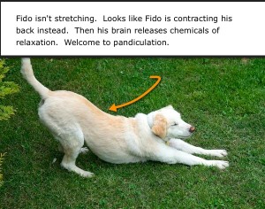 Fido not stretching