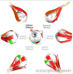 Eye Muscles From Science Photo Library