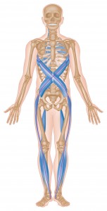Spiral Anterior X Muscular Chain
