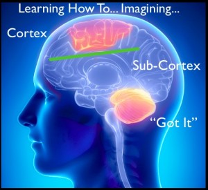 Cortical and Subcortical