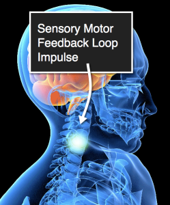 Somatics Coordination Exercise - Sensory Motor Feedback Loop