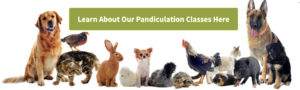 Learn About Our Pandiculation Classes Here